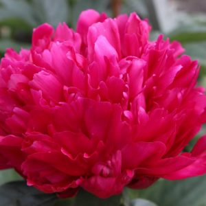 Paeonia  Felix Crousse