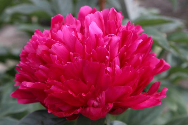 Paeonia  Felix Crousse