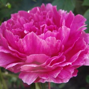 Paeonia  Festivity