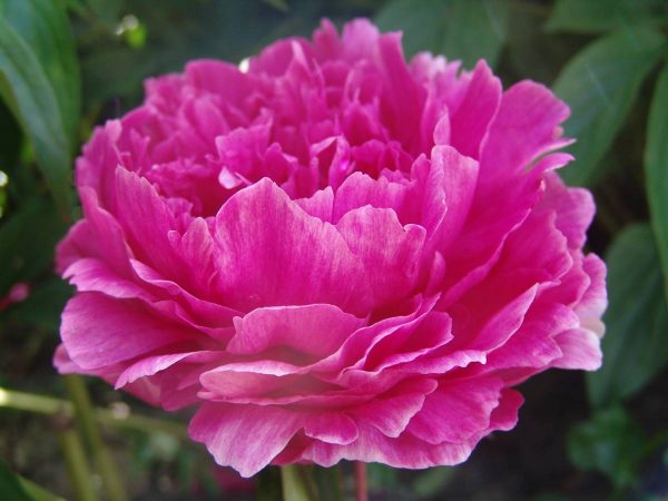 Paeonia  Festivity
