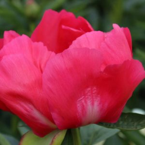 Paeonia  Flame