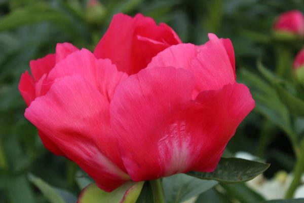 Paeonia  Flame
