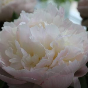 Paeonia  Florence Nicholls