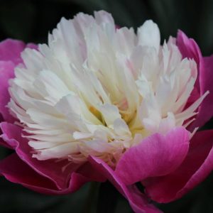 Paeonia  Gay Paree