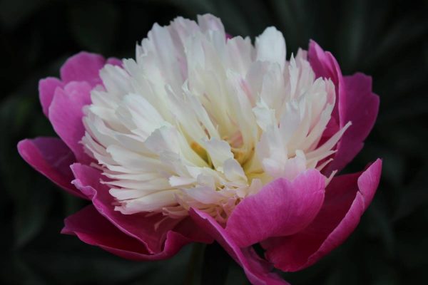Paeonia  Gay Paree