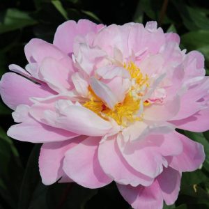 Paeonia  Germaine Bigot