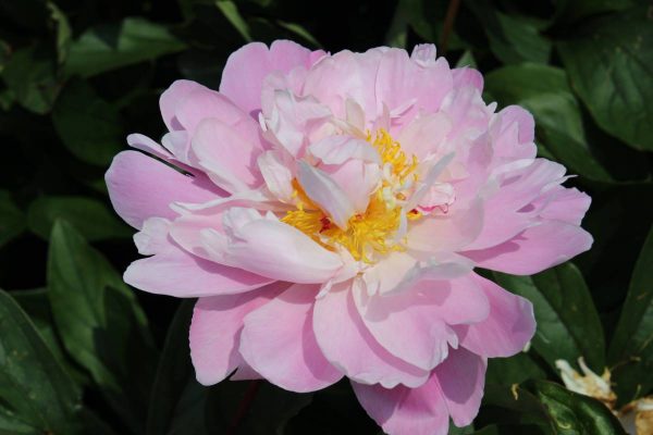 Paeonia  Germaine Bigot