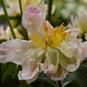 Paeonia  Green Lotus