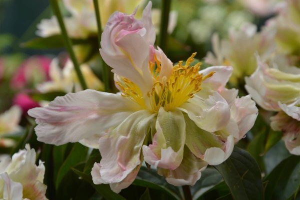 Paeonia  Green Lotus