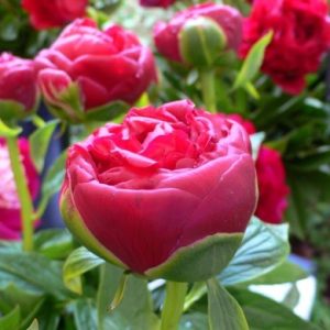 Paeonia  Henry Bockstoce