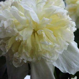 Paeonia  Honey Gold