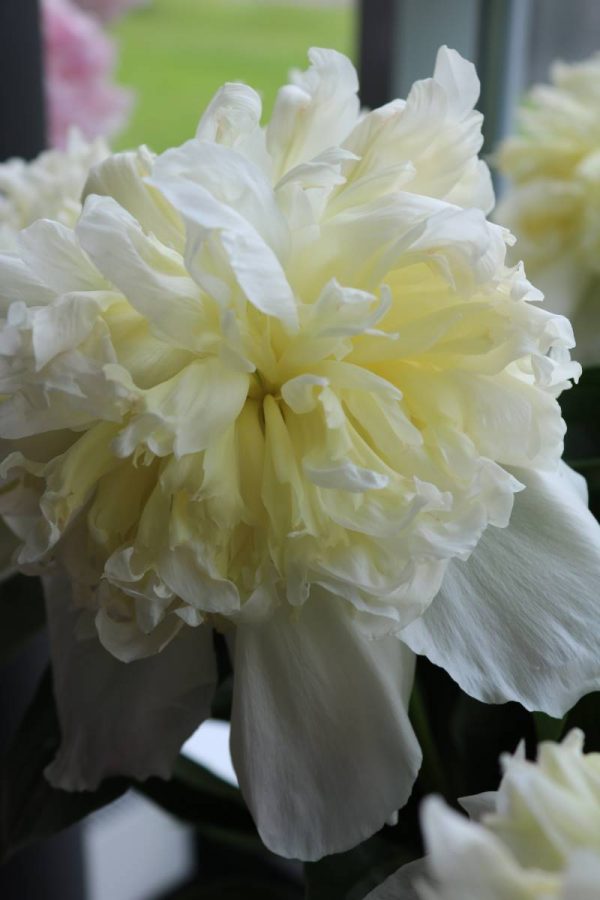 Paeonia  Honey Gold