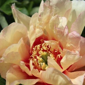 Paeonia  Callies Memory