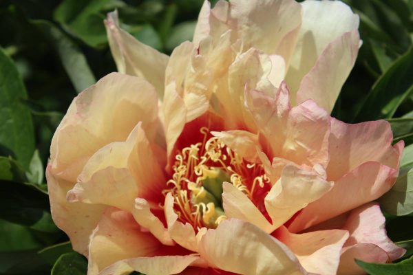 Paeonia  Callies Memory
