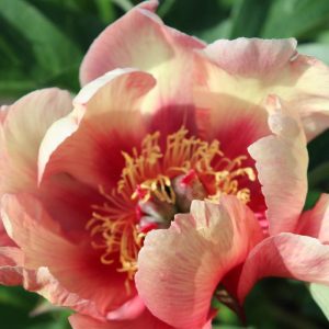 Paeonia  Court Yester