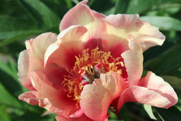 Paeonia  Court Yester