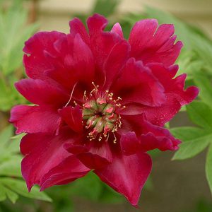 Paeonia  Scarlet Heaven
