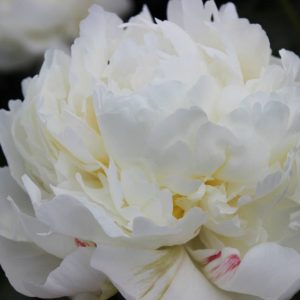 Paeonia  Ivory Victory