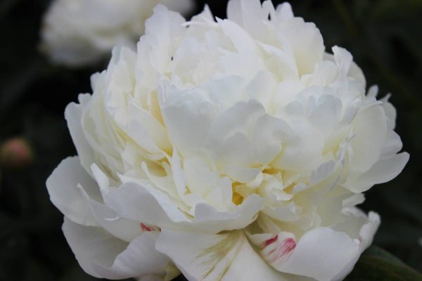 Paeonia  Ivory Victory