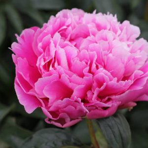 Paeonia  Jacorma