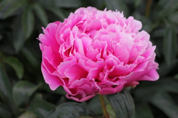 Paeonia  Jacorma