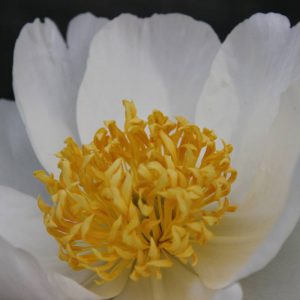 Paeonia  Jan Van leeuwen