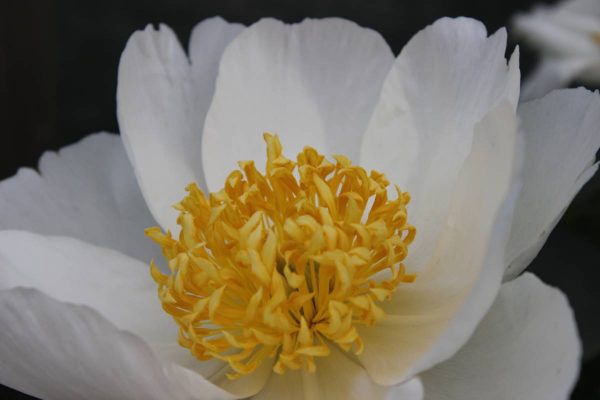 Paeonia  Jan Van leeuwen