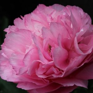 Paeonia  Joker
