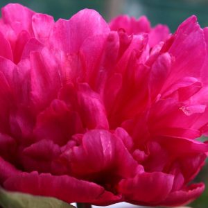 Paeonia  Kansas