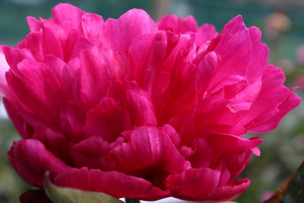 Paeonia  Kansas