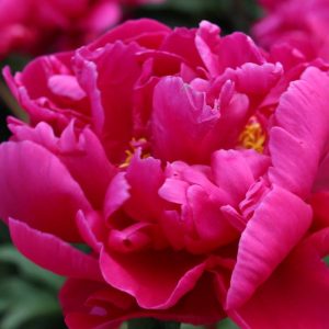 Paeonia  Karl Rosenfield