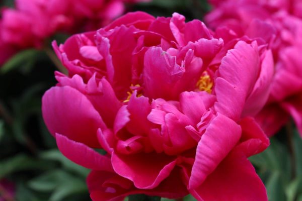 Paeonia  Karl Rosenfield