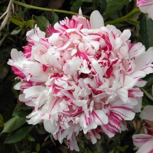 Paeonia  Kirinmaru