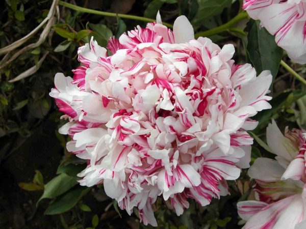 Paeonia  Kirinmaru
