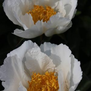 Paeonia  Krincled White