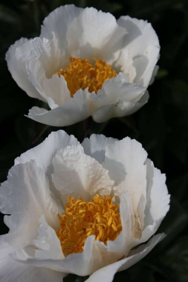 Paeonia  Krincled White