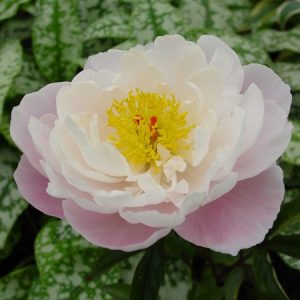 Paeonia  Lady Alexander Duff