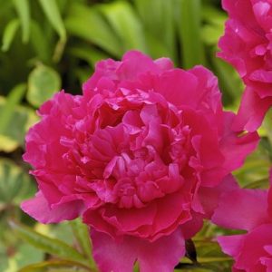 Paeonia  Lady Kate