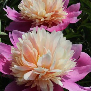 Paeonia  Lady Liberty