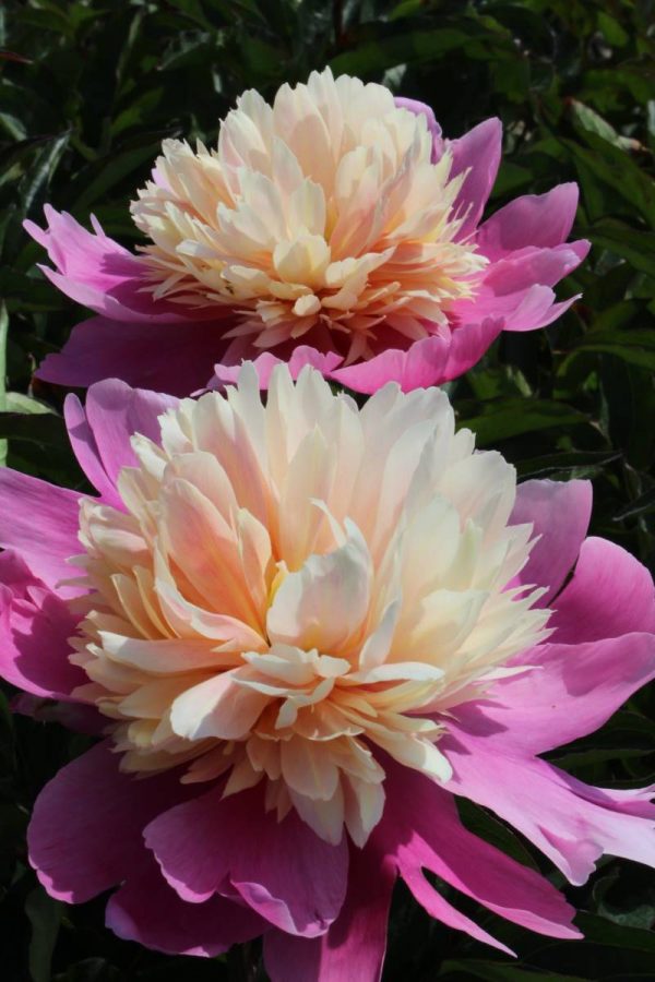 Paeonia  Lady Liberty