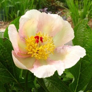 Paeonia  Le Printemps