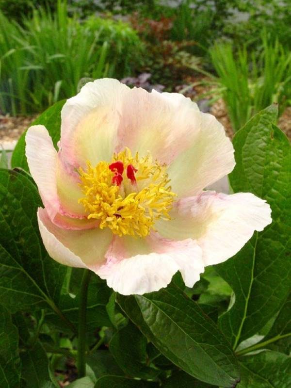 Paeonia  Le Printemps