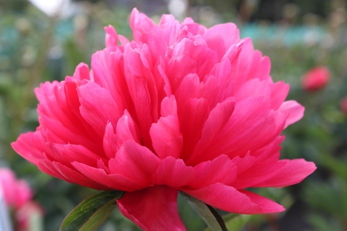 Paeonia for the production of fresh cut flowers