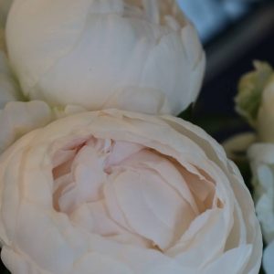 Paeonia  Madame Claude Tain