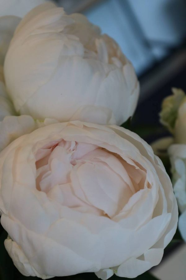 Paeonia  Madame Claude Tain
