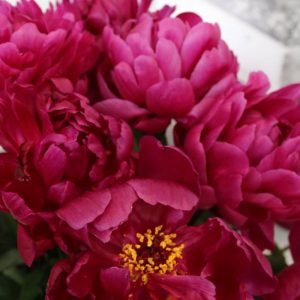 Paeonia  Madame  Gaudichau