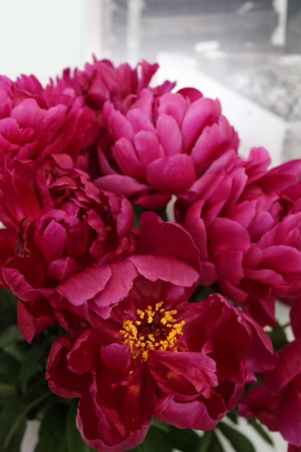 Paeonia  Madame  Gaudichau
