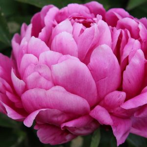 Paeonia  Madame Jules Berthier