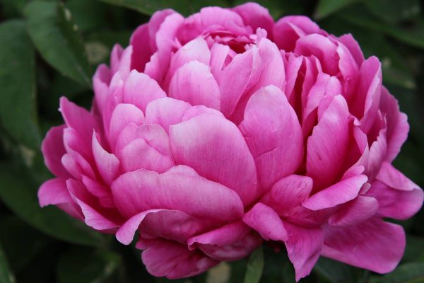 Paeonia  Madame Jules Berthier