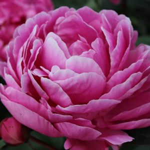 Paeonia  Margaret Truman